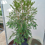 Luma apiculata 100-125 cm 20L