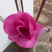 Magnolia 'Cleopatra' 250-300 cm 50L