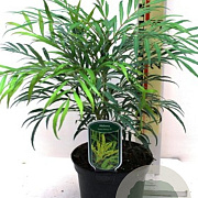 Mahonia eurybracteata Sweet Winter 80-100 cm 20L