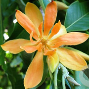 Magnolia champaca 175-200 cm 20L