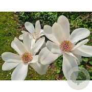Magnolia 'Joli Pompon' 175-200 cm 20L
