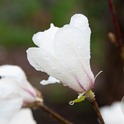 Magnolia kobus 'Fastigiata' 200-250 cm 20L beveerd 