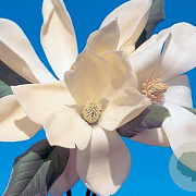 Magnolia 'Lemonade' 150-175 cm 20L