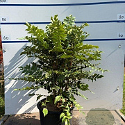 Mahonia media 'Charity' 80-100 cm 20L
