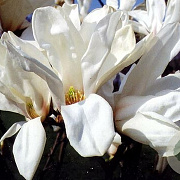 Magnolia 'Pegasus' 150-175 cm 20L