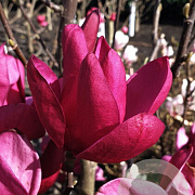 Magnolia Pink Pyramid 125-150 cm 20L