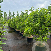 Magnolia 'Susan' 150-175 cm 20L