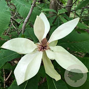Magnolia tripetala 300-350 cm cont. 110L