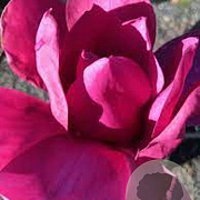 Magnolia 'Vulcan' 200-250 cm 20L