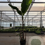 Musa basjoo 250-300 cm cont. 80L
