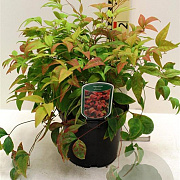 Nandina d. 'Firepower' 80-100 cm 35L