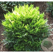 Nandina d. Magical Lemon & Lime 60-70 cm 20L