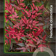 Nandina domestica 125-150 cm 20L