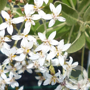 Olearia traversii 100-125 cm 20L