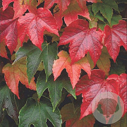 Parthenocissus tr. 'Diam.Mountains' 200-250 cm 20L 3 stok