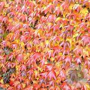 Parthenocissus tr. 'Green Spring' 200-250 cm 20L 3 stok