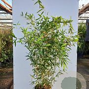 Phyllostachys bissetii 200-250 cm 20L