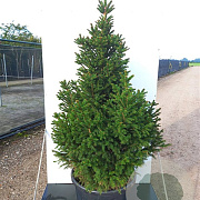 Picea a. 'Ohlendorffii' 40-50 cm 20L breed