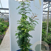 Pistacia chinensis 250-300 cm cont. 110L