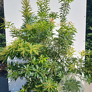 Pieris 'Forest Flame' 100-125 cm 20L