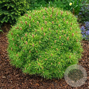 Pinus 'Gaelle Brégeon' 30-40 cm 20L breed