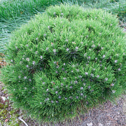 Pinus 'Marie Bregeon' 40-50 cm 20L breed