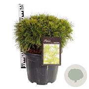 Pinus mugo 'Varella' 30-40 cm 20L