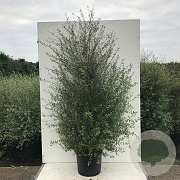 Pittosporum ten. 'Green Elf' 125-150 cm 20L