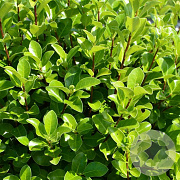 Pittosporum t. 'Irish Luck' 100-125 cm 20L