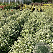 Pittosporum ten. 'Irene Paterson' 60-80 cm 20L