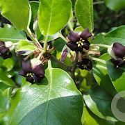 Pittosporum ten. 'Macrophyllum' 125-150 cm 20L
