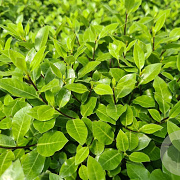 Pittosporum ten. 'Midget' 60-70 cm 20L breed