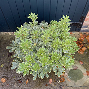 Pittosporum t. 'N. du Mont Ventoux' 80-100 cm 20L breed