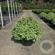 Pittosporum ten. 'Silver Ball' 60-70 cm 20L breed