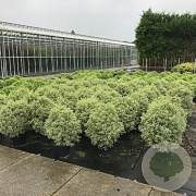 Pittosporum ten. 'Variegatum' 100-125 cm 20L