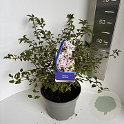Prunus incisa 'Kojou-no-mai' 40-50 cm 5,0L
