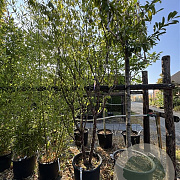 Prunus serrula 250-300 cm 50L