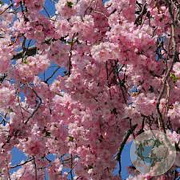 Prunus subh. 'Fukubana' 175-200 cm 20L