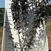 Prunus ser. 'Royal Burgundy' 175-200 cm 20L