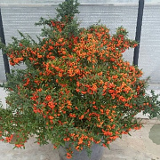 Pyracantha 'Navaho' 150-175 cm 20L