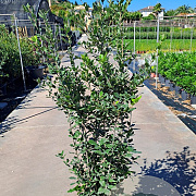 Quercus ilex 125-150 cm 20L