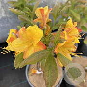 Rhododendron 'Kentucky Mistrel' 100-125 cm 20L