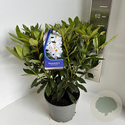 Rhododendron 'Madame Masson' 40-50 cm 5,0L