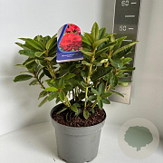 Rhododendron 'Red Jack' 40-50 cm 5,0L