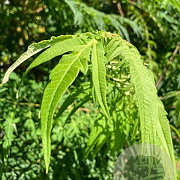Rhus typhina 'Dissecta' 200-250 cm cont. 80L