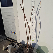 Rhus typhina 'Dissecta' 80-100 cm met kluit 2 tak