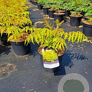 Rhus typhina Tiger Eyes 125-150 cm 50L