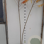 Rhus typhina 125-150 cm met kluit 2 tak
