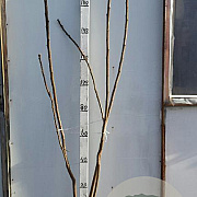 Rhus typhina 150-175 cm met kluit 3 tak meerstammig