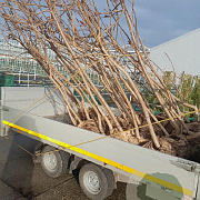 Rhus typhina 175-200 cm met kluit 3 tak meerstammig